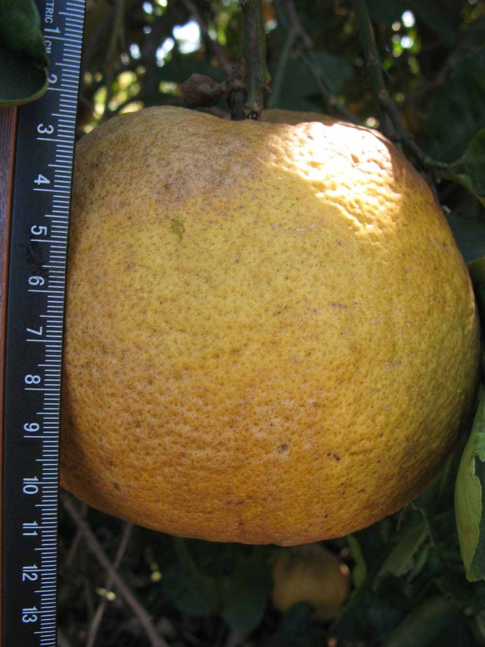              Fruit (Winter Haven, FL)       